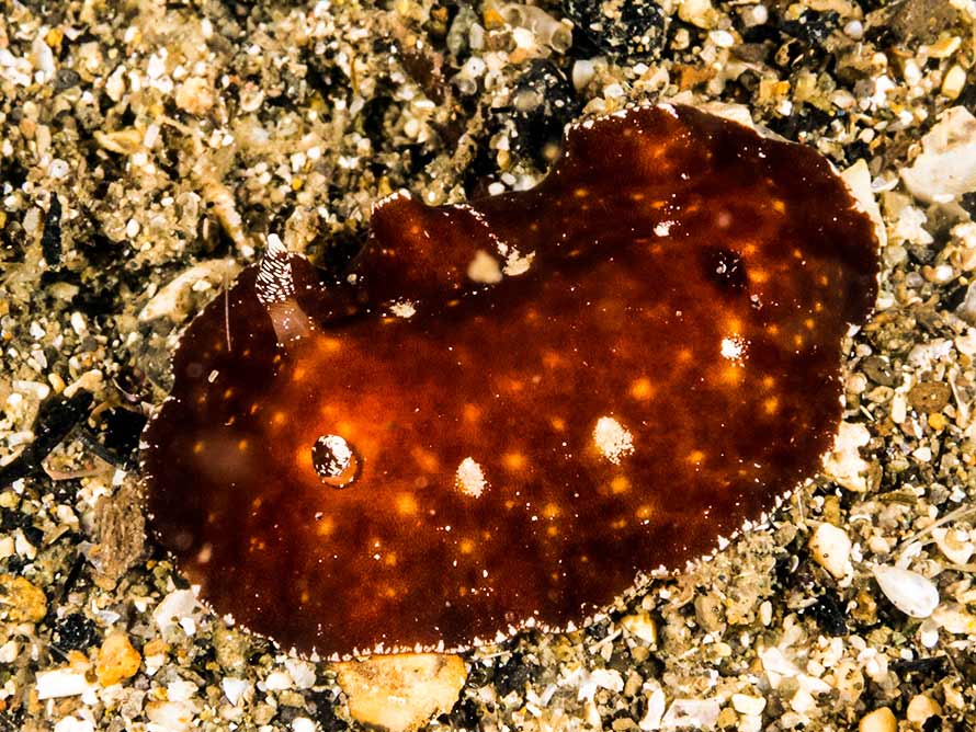 Platydoris sanguinea