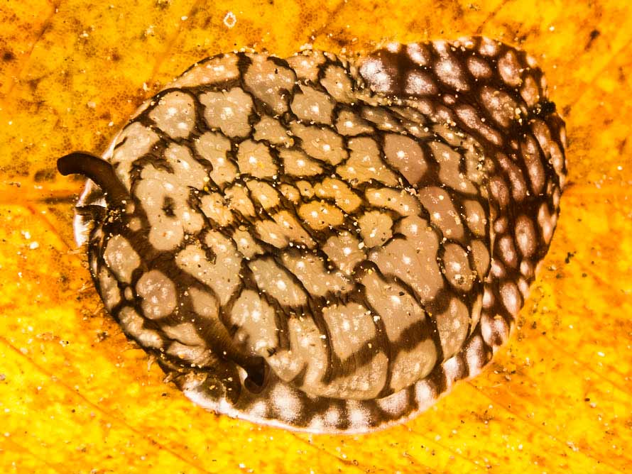 Pleurobranchaea brockii