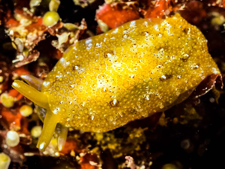 Pleurobranchus albiguttatus