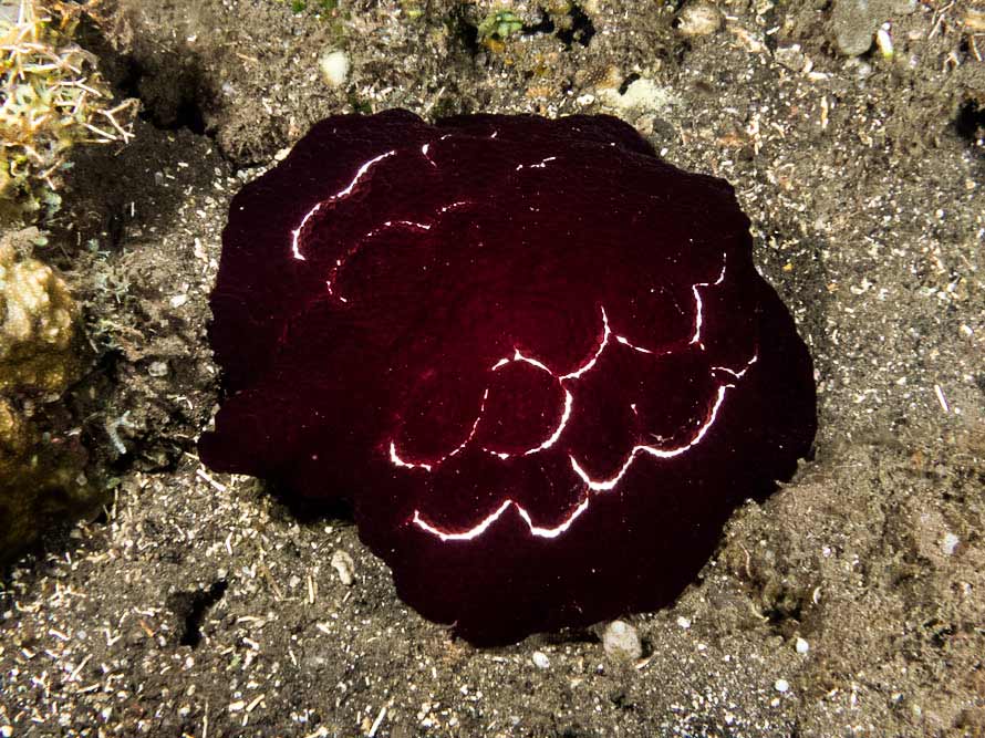 Pleurobranchus forskalii