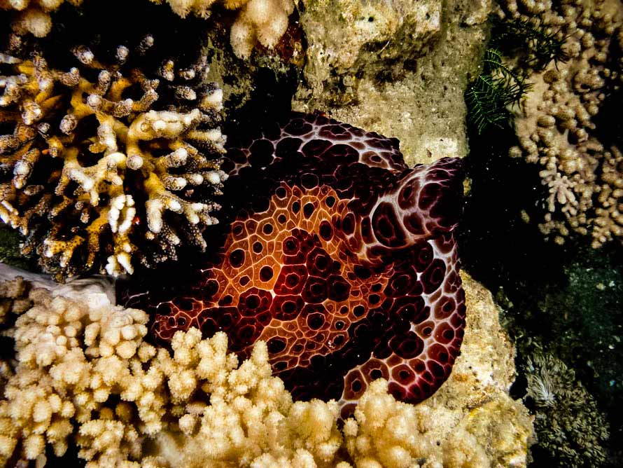 Pleurobranchus grandis