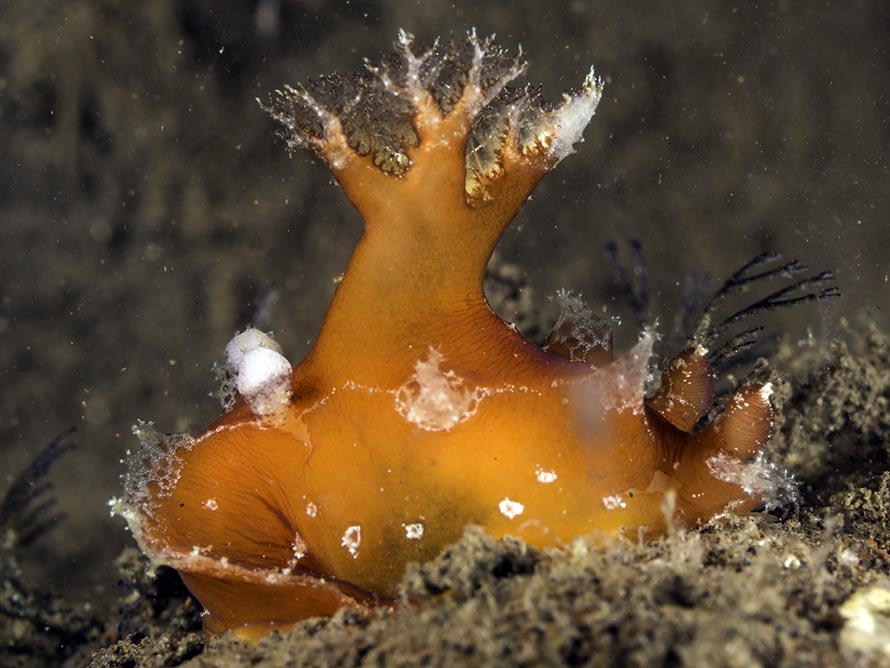 Plocamopherus maculapodium