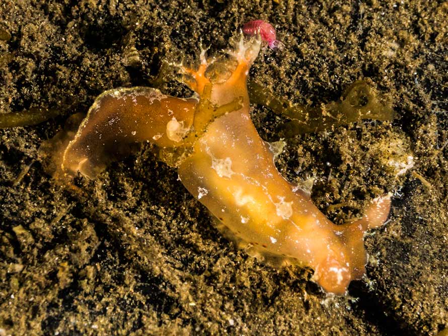 Plocamopherus pecosa