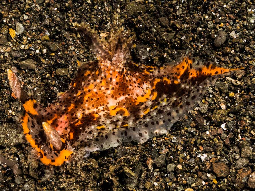 Plocamopherus tilesii