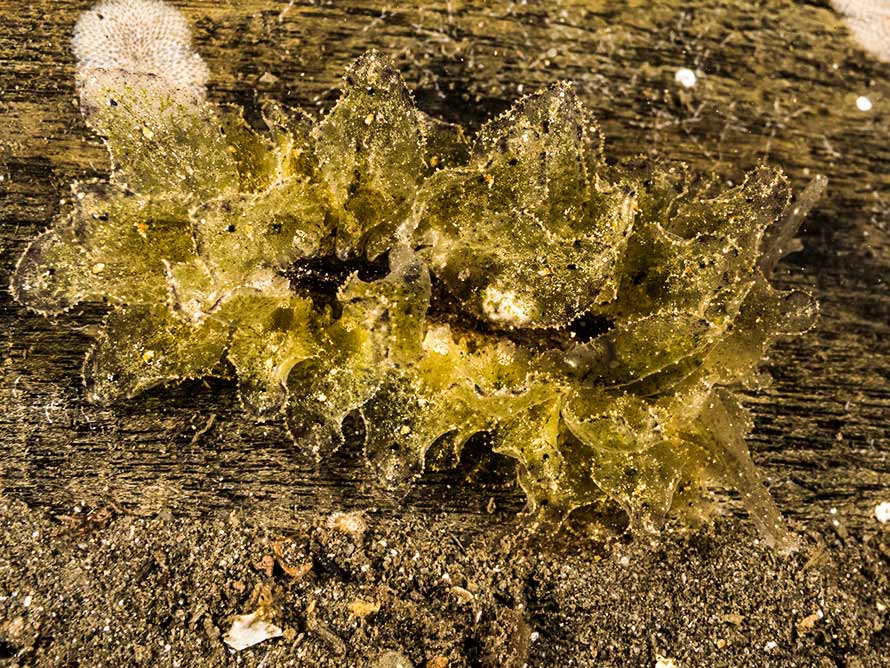 Polybranchia orientalis