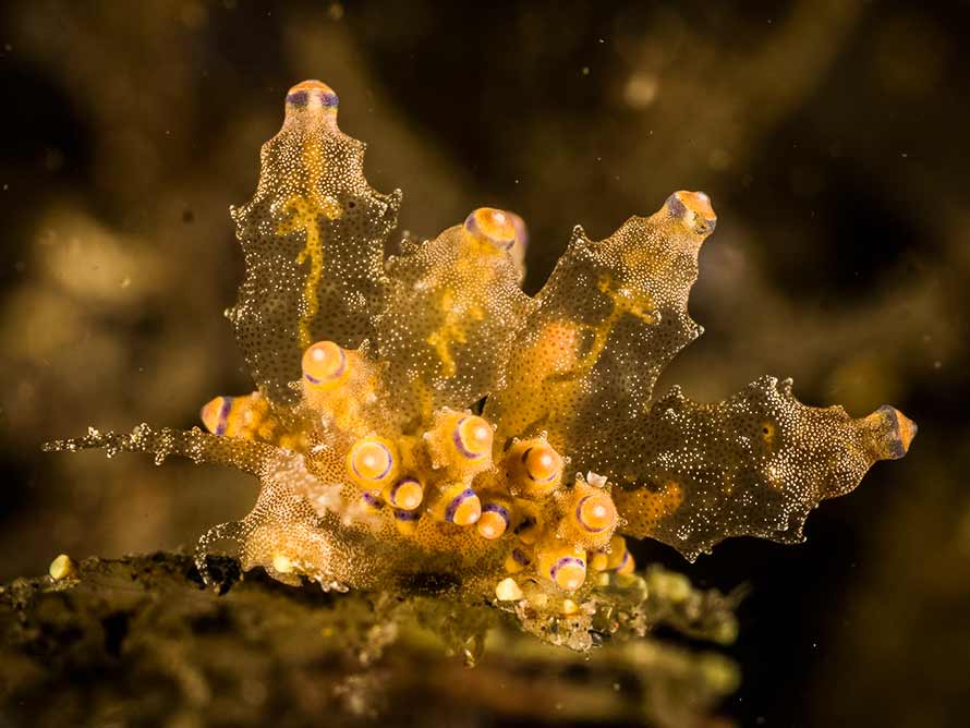 Produnga rubropunctata