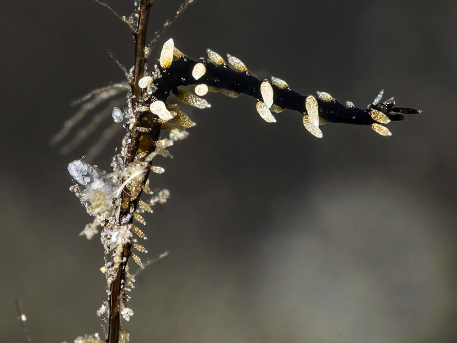 Protaeolidiella atra