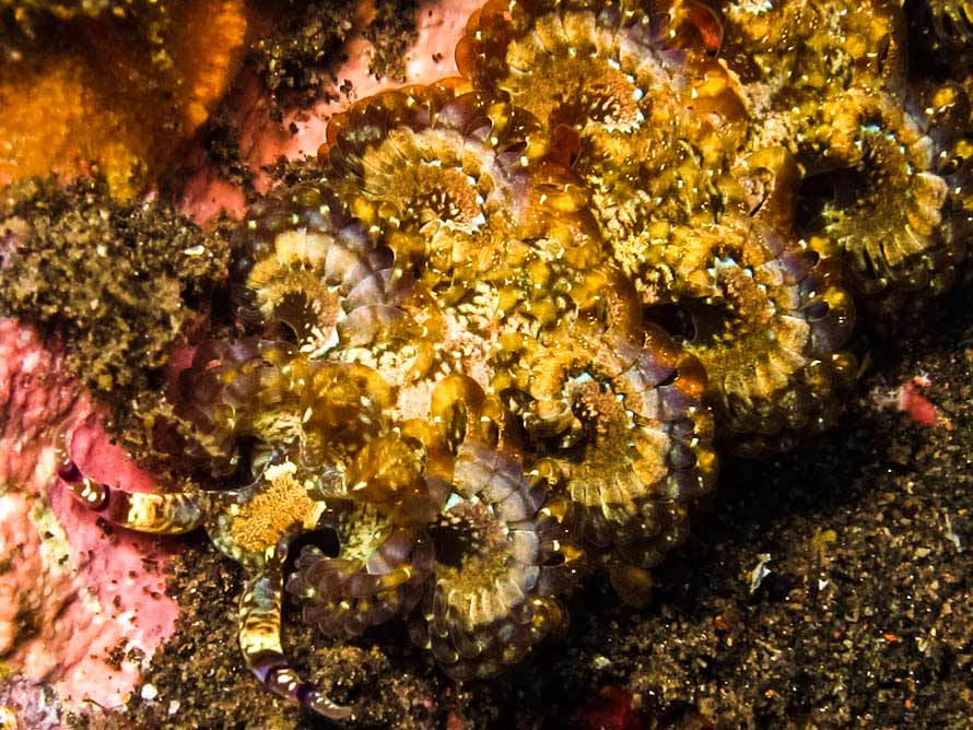 Pteraeolidia semperi