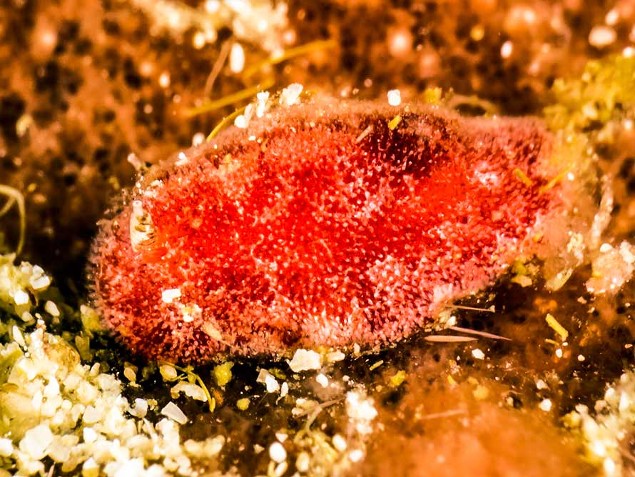 Rostanga sp. 5