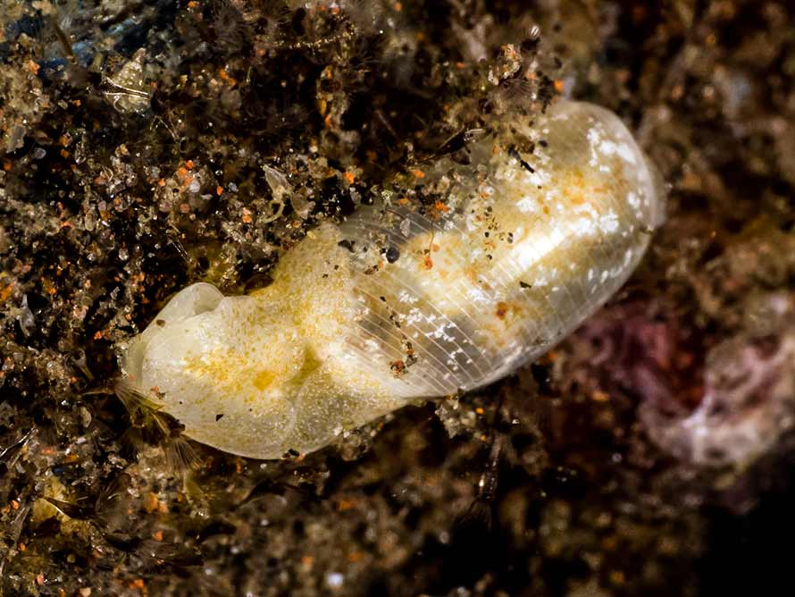 Roxaniella multistriata