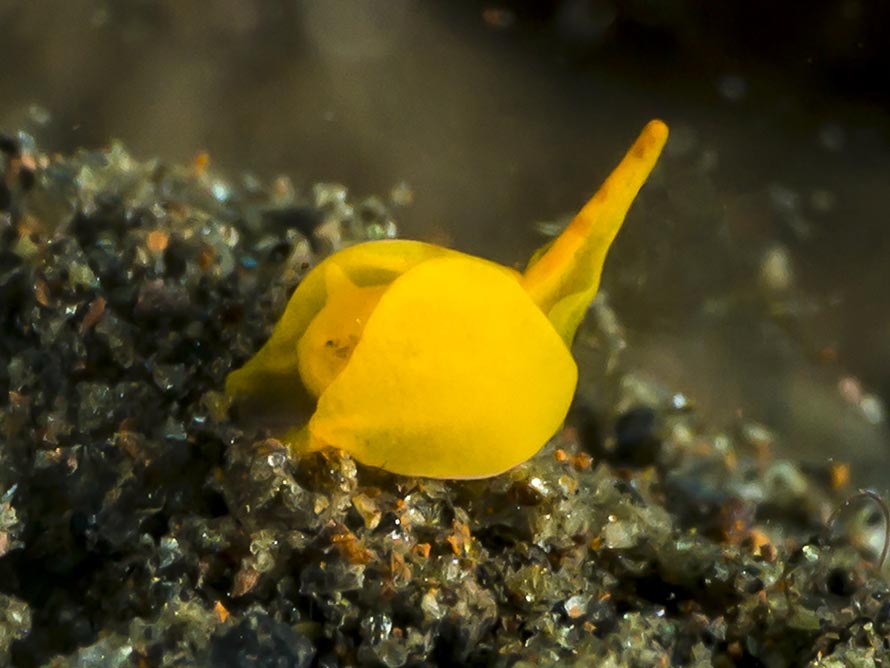 Sagaminpteron pohnpei