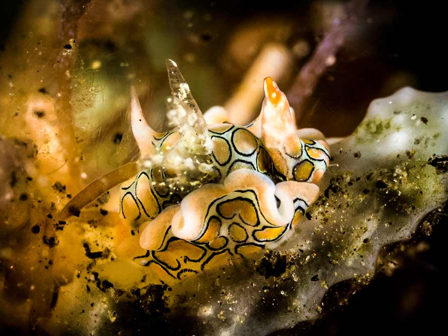 Sagaminopteron psychedelicum