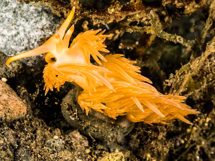 Sakuraeolis nungunoides