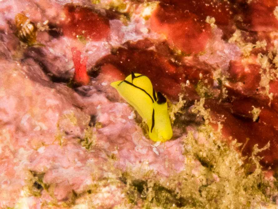 Siphopteron brunneomarginatum