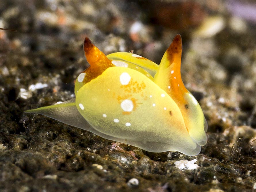 Siphopteron flavolineatum