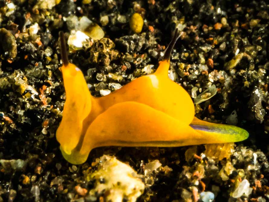 Siphopteron tigrinum