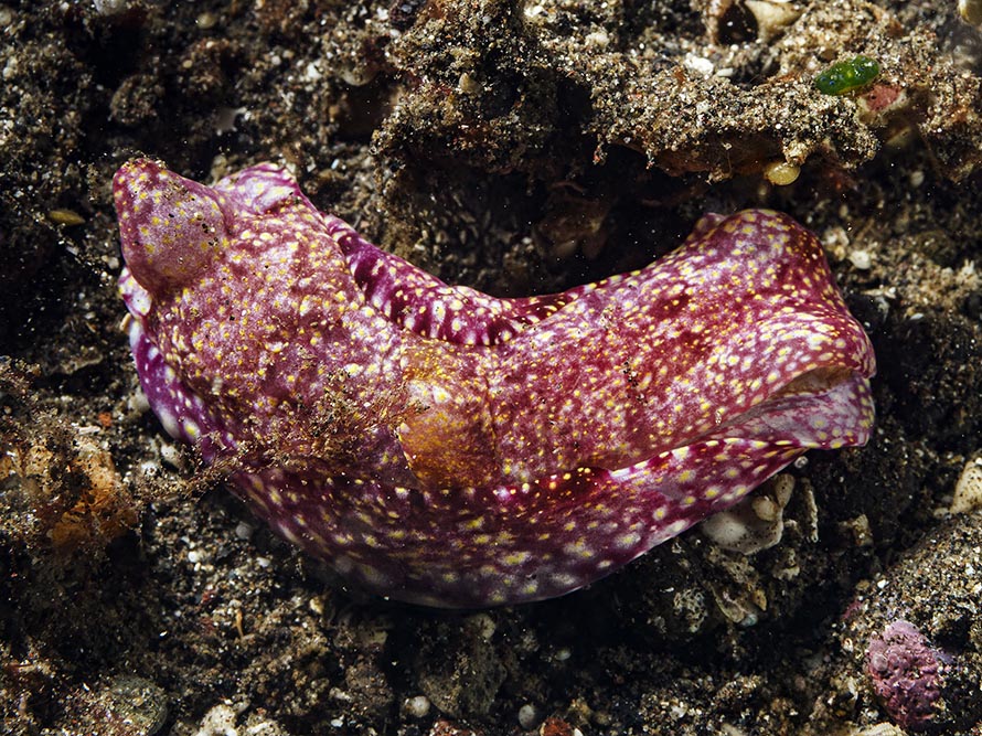 Spinophallus falciphallus