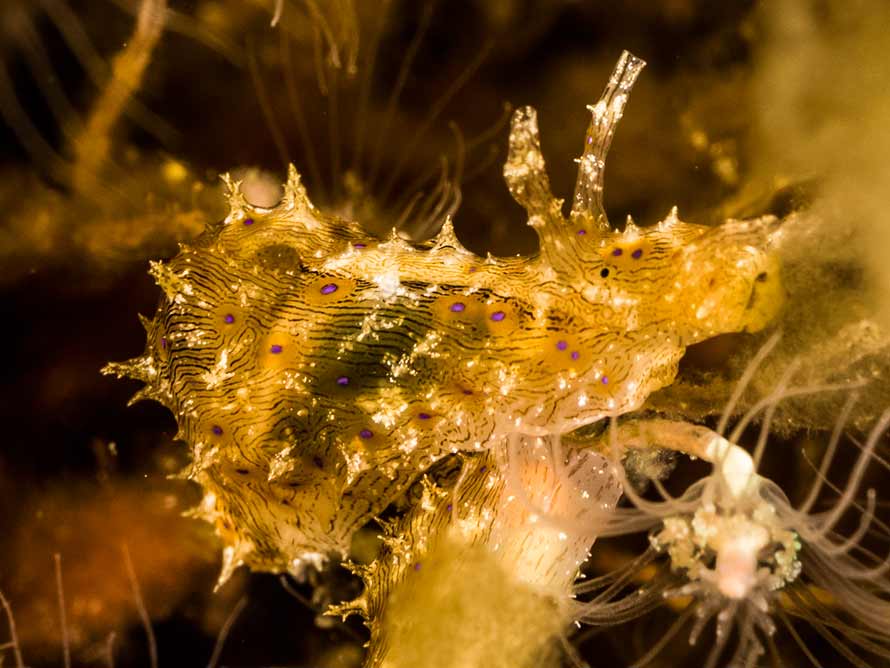 Stylocheilus striatus