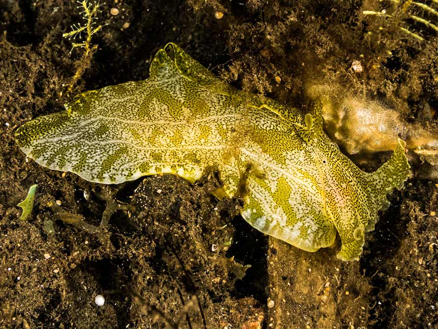 Syphonota geographica