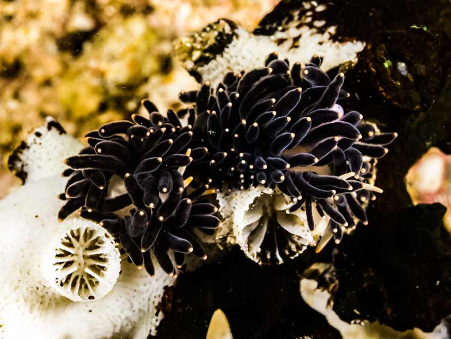 Tenellia melanobrachia