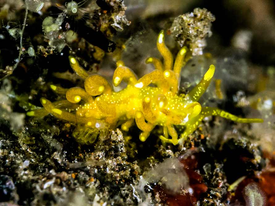 Tenellia sp. ZR