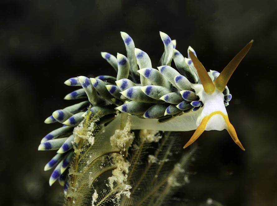 Tenellia sp. 4