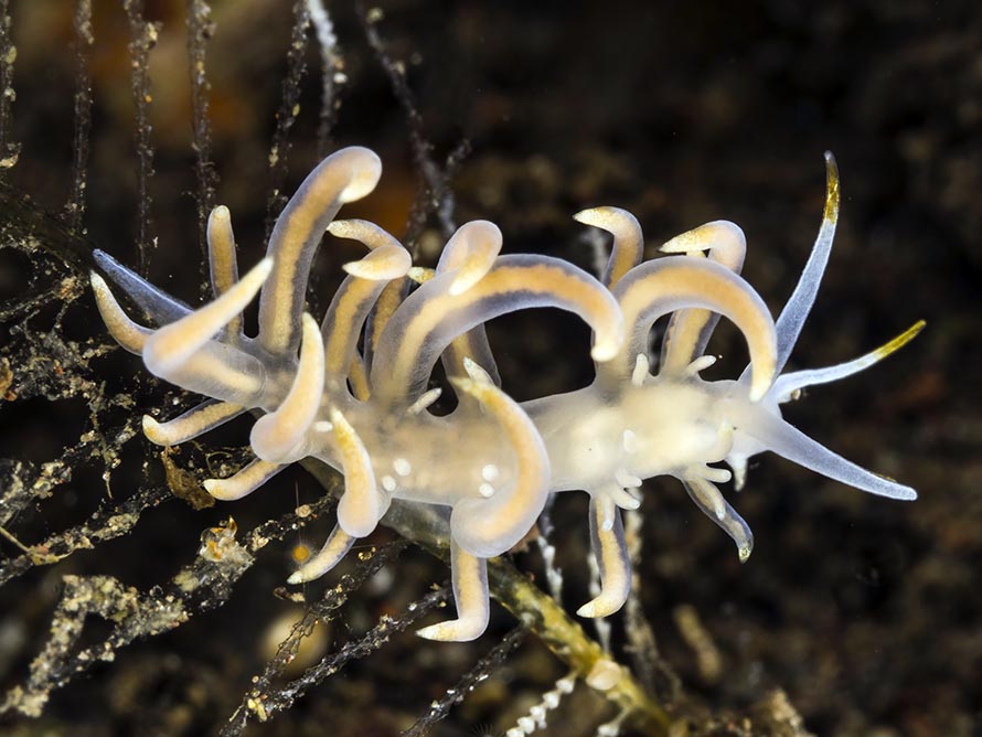Tenellia sp. 62