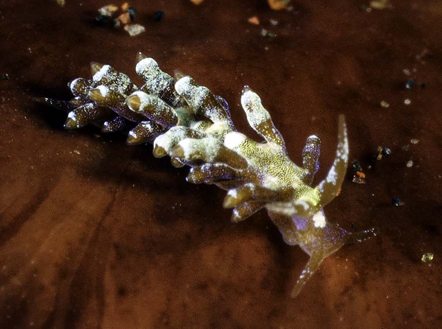 Tenellia sp. 67