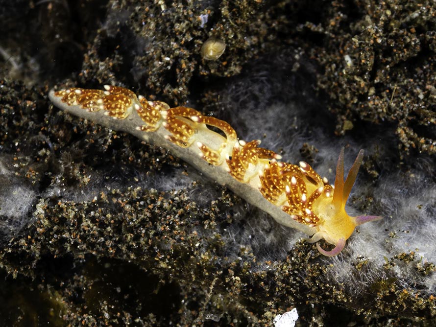 Tenellia sp. AD