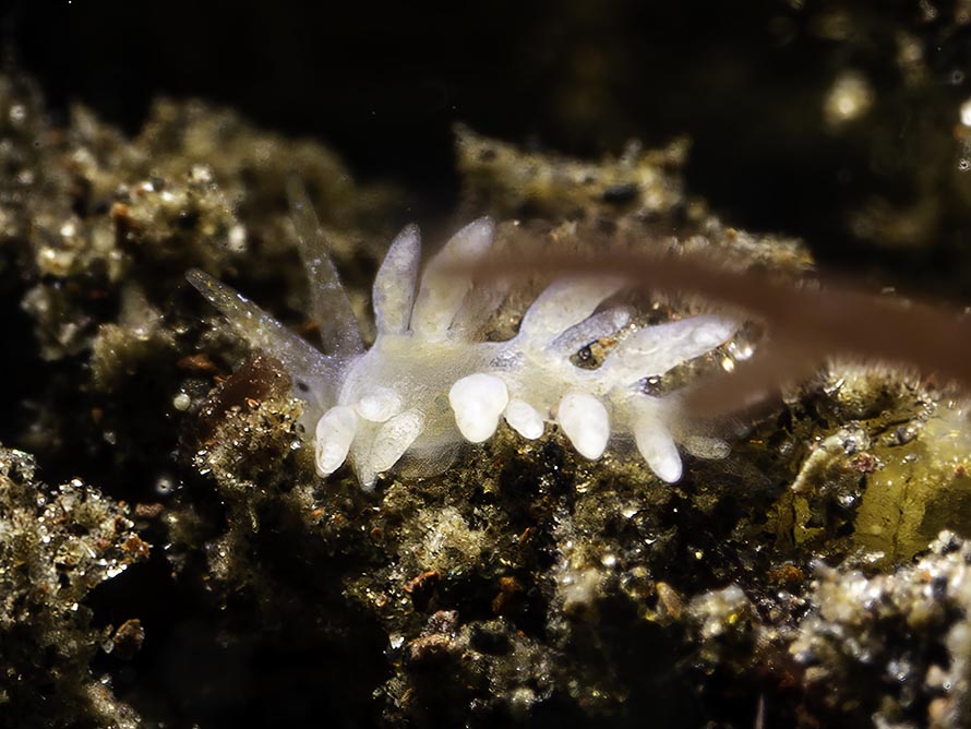 Tenellia sp. AF