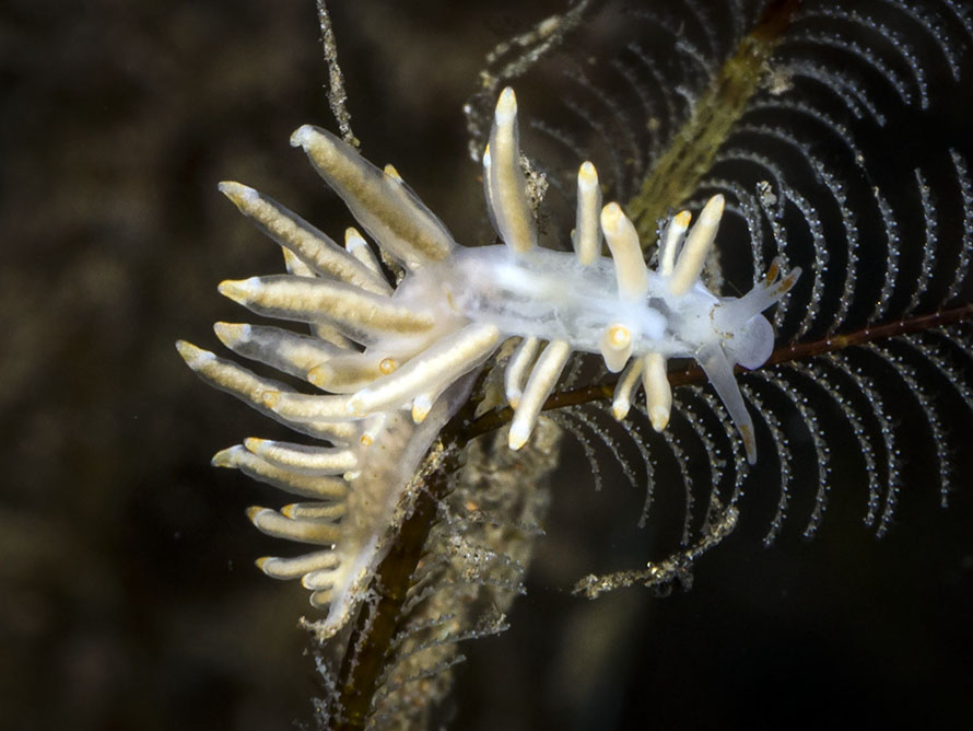 Tenellia sp. BB