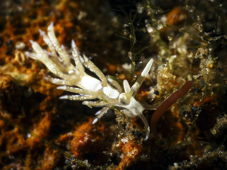 Tenellia sp. BC