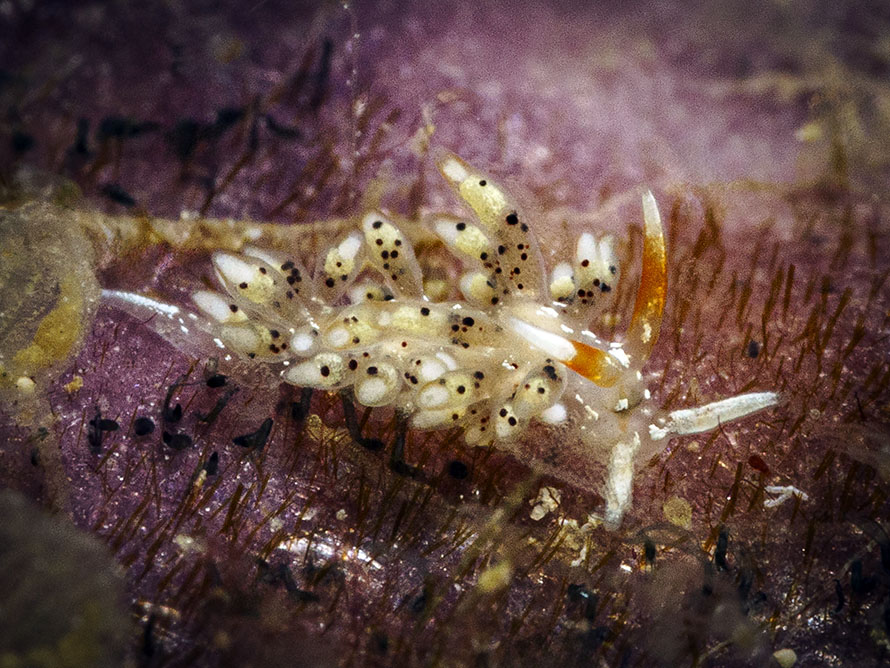 Tenellia sp. BD
