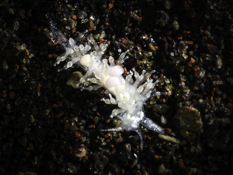 Tenellia sp. ZN