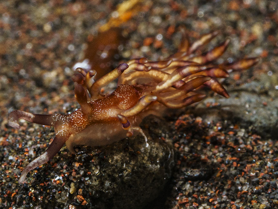 Tenellia sp. Zv