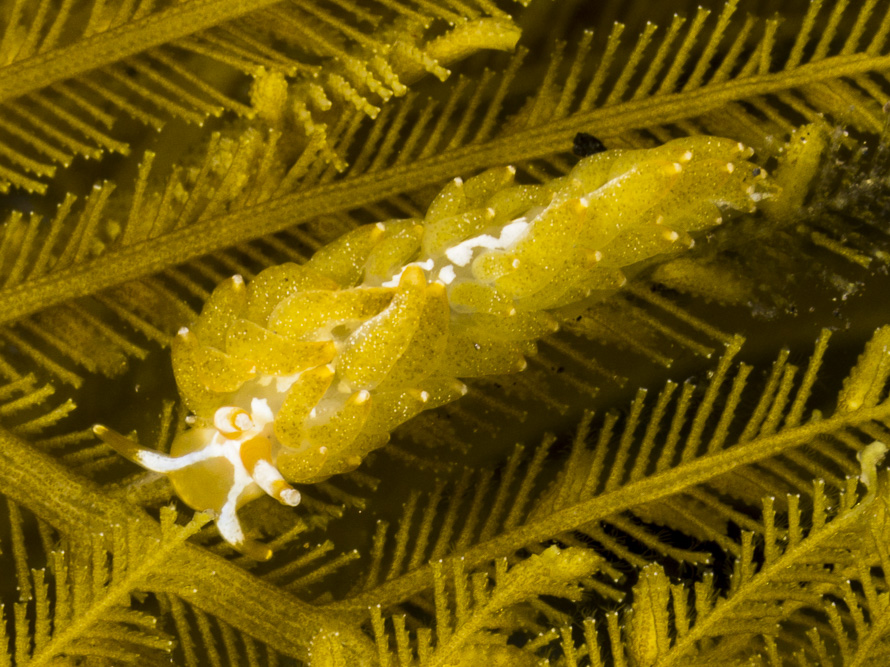 Tenellia yamasui