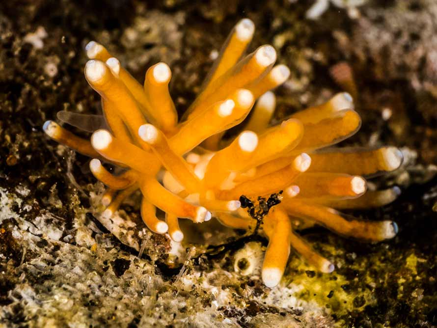 Tergiposacca longicerata