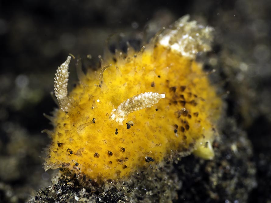 Thordisa sp. D