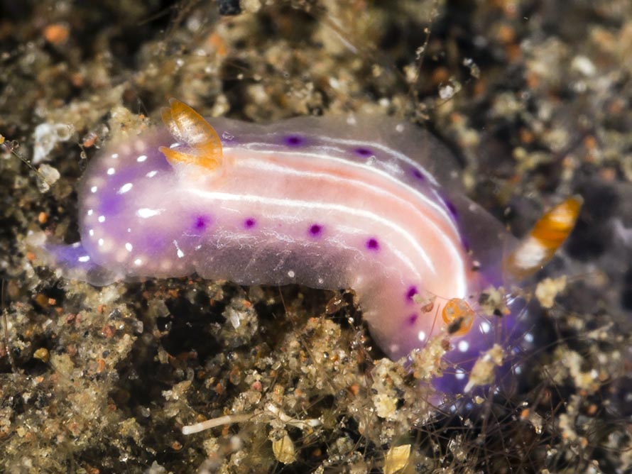 Thorunna australis