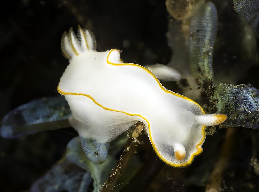 Thorunna furtiva
