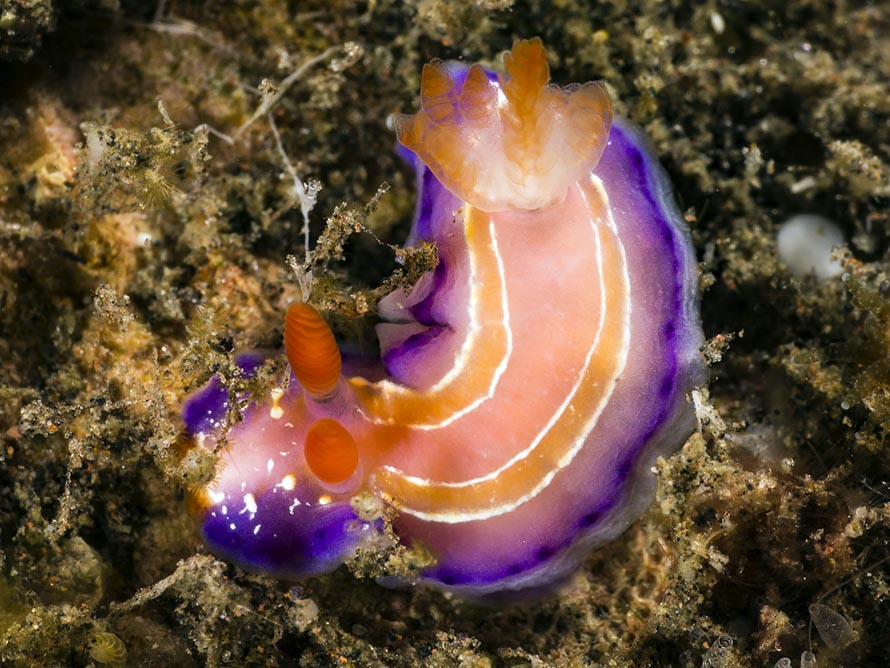 Thorunna sp. 5