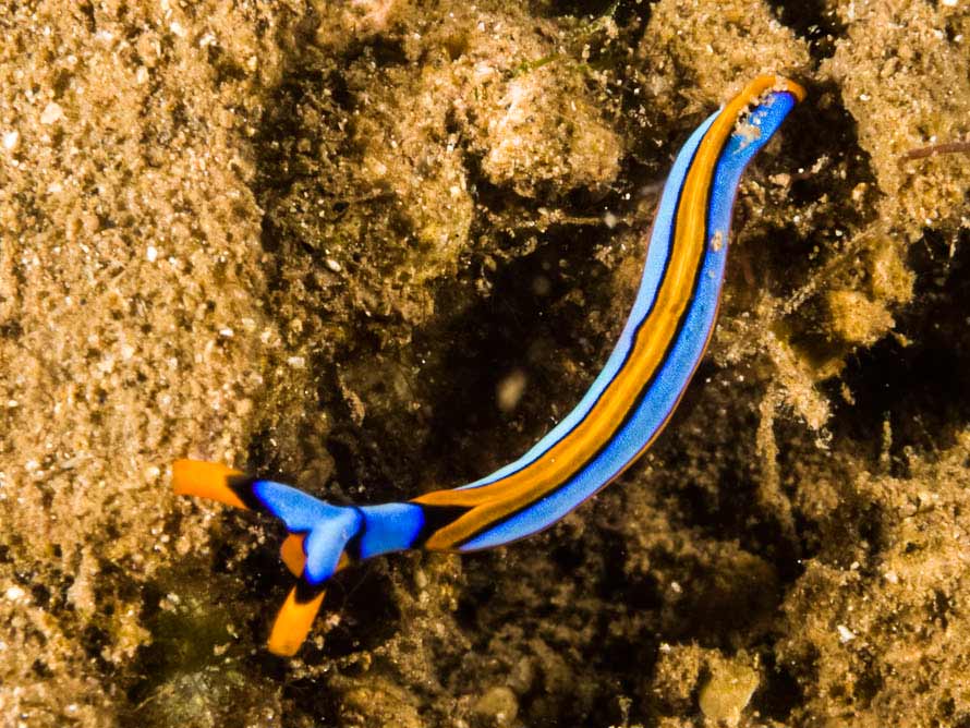 Thuridilla lineolata