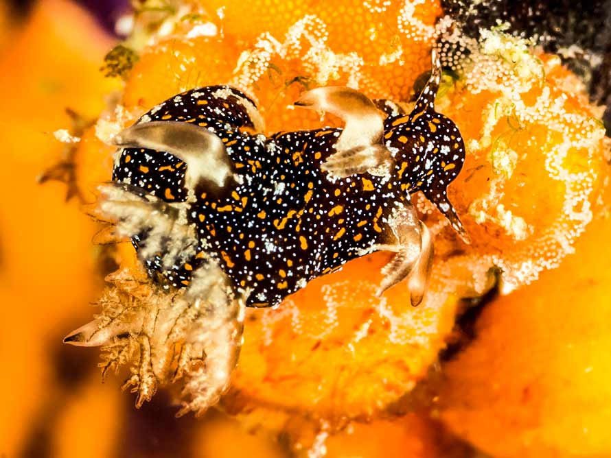 Trapania miltabrancha