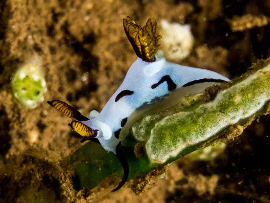 Trapania sp. 14
