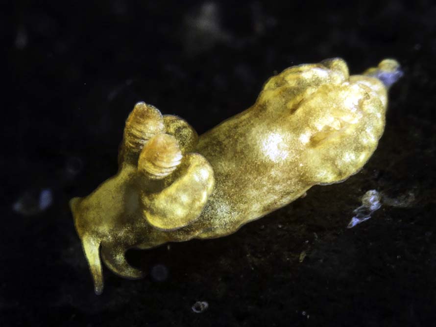Trapania reticulata