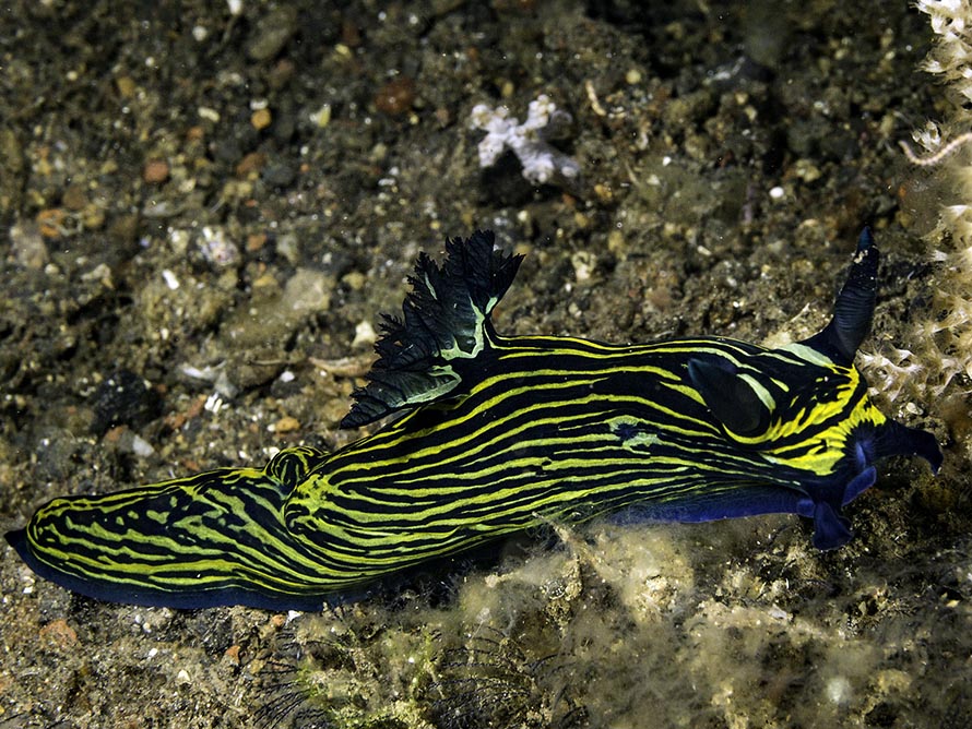 Tyrannodoris luteolineata