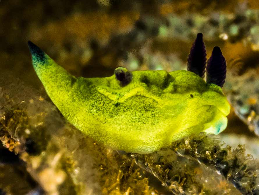 Tyrannodoris nikolasi