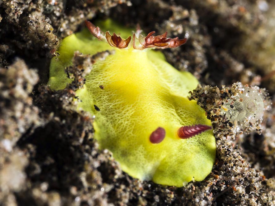 Verconia cf laboutei