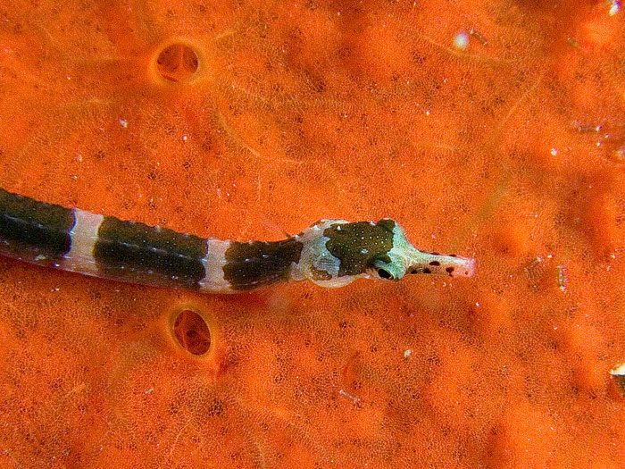 Corythoichthys sp