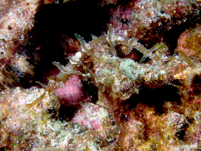 Halicampus macrorhynchus